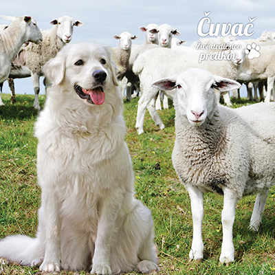 Čuvač