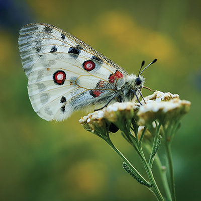 Od kvetov k motýľom